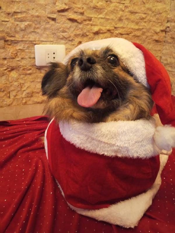Peggy, un amore di Pechinese Foto 7